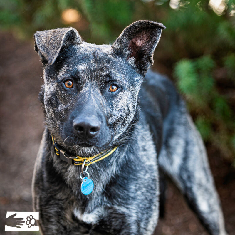Rocket, the HSCC Pet of the Week
